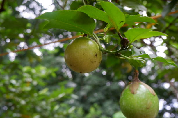 istock View of fresh passion fruit hanging in its branch 1265153048
