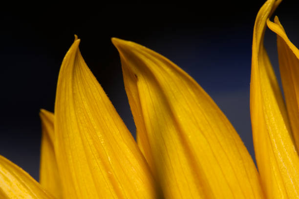 Sunflower petals close-up
