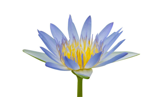 istock Water lily isolated on white background. 1265153422