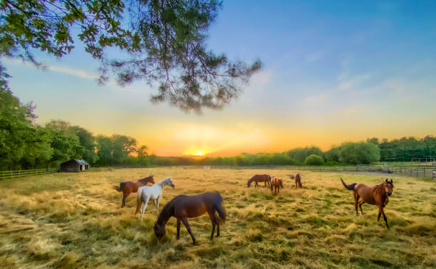 istock Of horses and sunsets 1265157835