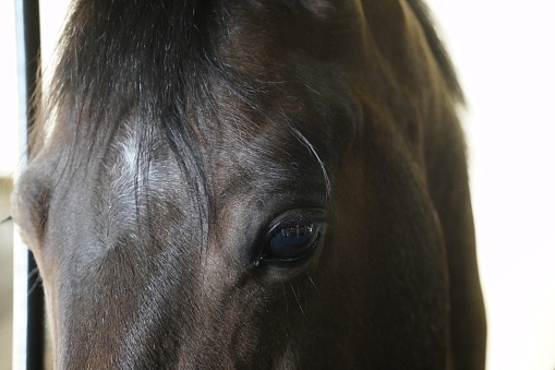 Portrait of brown dressage horse