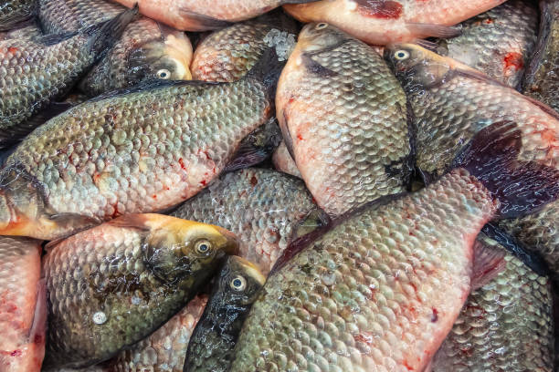 istock Fresh carp fish in the market, background 1265159974