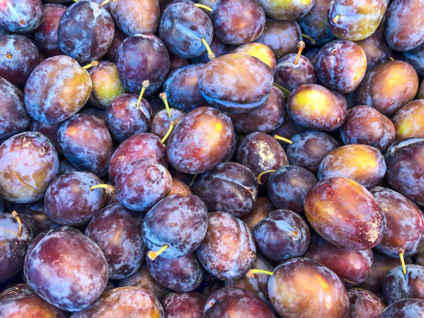 istock ripe damson plums as a background 1265160552