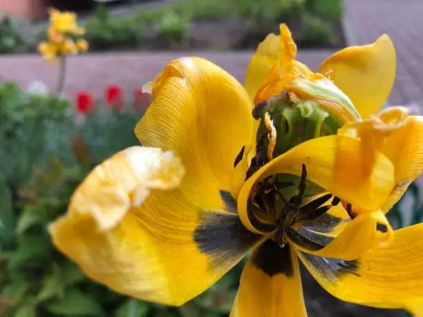 Photo of Artistic almost dry yellow tulip flower closeup, on green background. Copy space