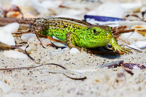 Green Lizard on the sand in focus (Lacerta viridis, Lacerta agilis) is a species of lizard of the genus Green lizards.