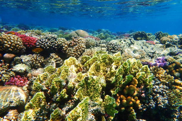 istock coral reef in Red Sea 1265161856