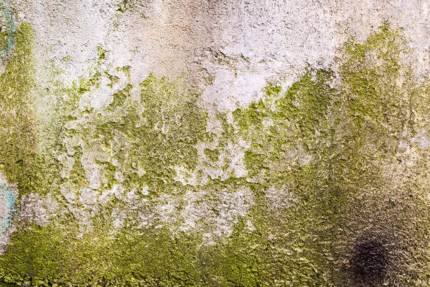 istock Great colorful background or texture. Abstract concrete is aged with cracks, scratches and remnants of old paint in different shades. Rough concrete surface 1265161943