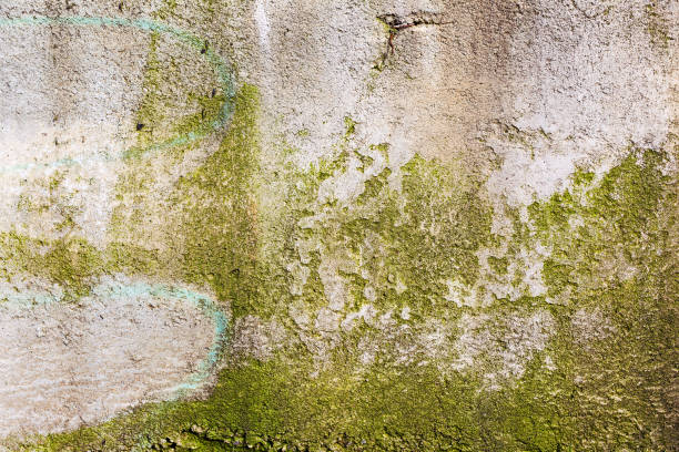 istock Great colorful background or texture. Abstract concrete is aged with cracks, scratches and remnants of old paint in different shades. Rough concrete surface 1265161977
