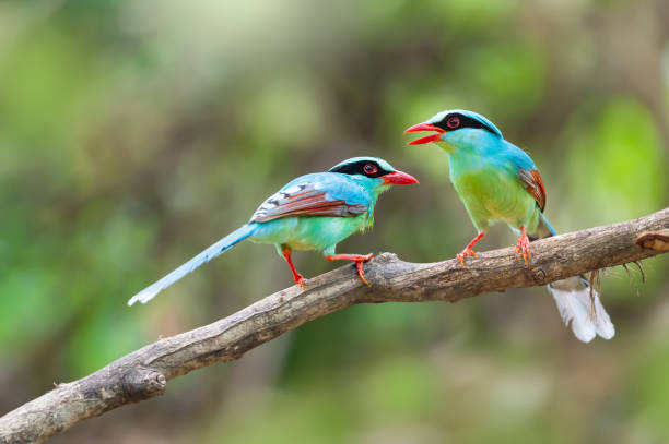 Two birds talking Couple of beautiful Common green Magpie bird singing. Two birds talking indochina stock pictures, royalty-free photos & images