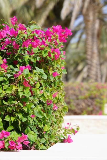 istock Flowering bush at Arabic farm in summer 1265163770