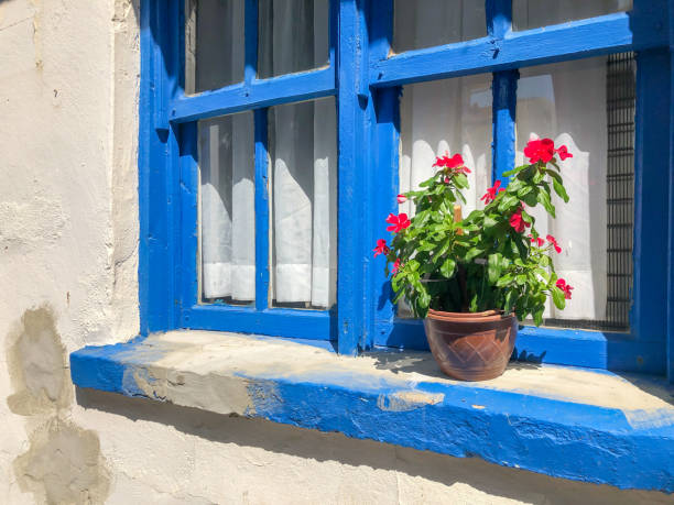 flower pot in front of a blue colored window in a sunny day