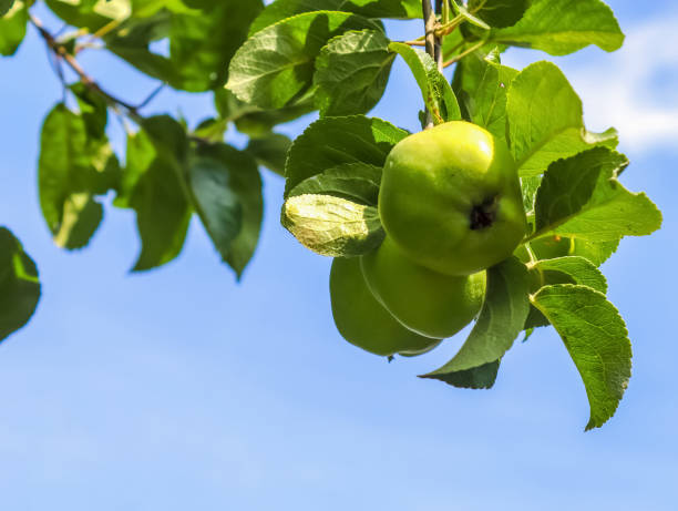 istock Green apples on a branch ready to be harvested with a selective focus and soft bokeh 1265165196