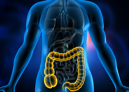 Human intestines, x-ray hologram. 3D rendering on dark blue background