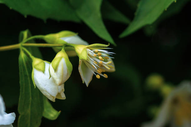 Close -up  Medlar (Mespilus Germanica) Flowering in the Garden at Spring