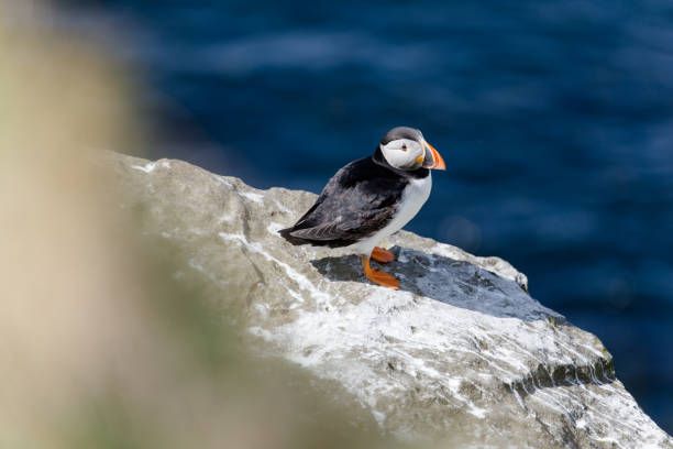 istock Puffin in Scotland 1265168247