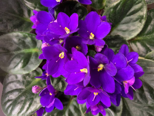 African violet home plant in vibrant purple top view Flower pot with beautiful blooming african violet home plant in vibrant purple directly above view african violet stock pictures, royalty-free photos & images