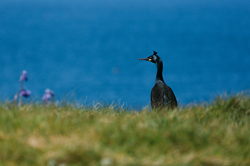Cormorant on Lunga Treshnish Isles in Scotland