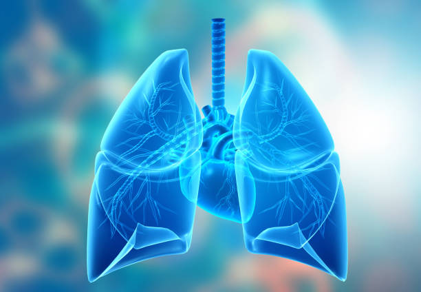 istock Anatomy of Human lungs 1265168429