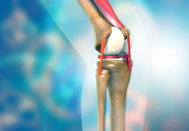 anatomía de la articulación de la rodilla - tendón fotografías e imágenes de stock