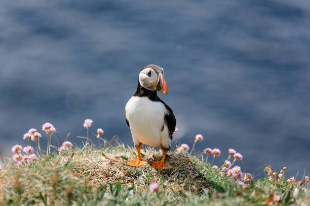 Puffin in Scotland Little Puffin on Isle of Lunga in Scotland puffin photos stock pictures, royalty-free photos & images
