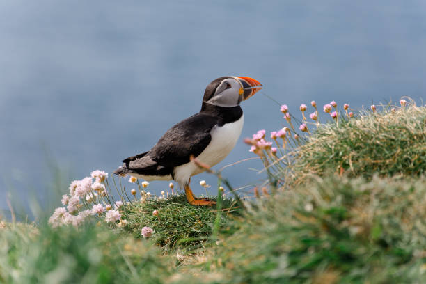 istock Puffin in Scotland 1265168668