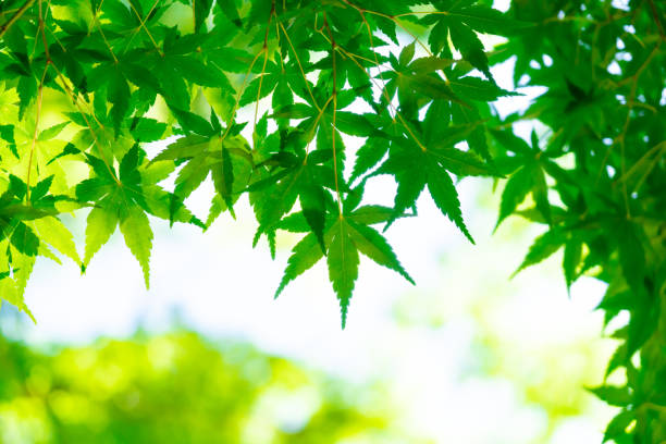 istock Green leaves of Japanese maple 1265168972