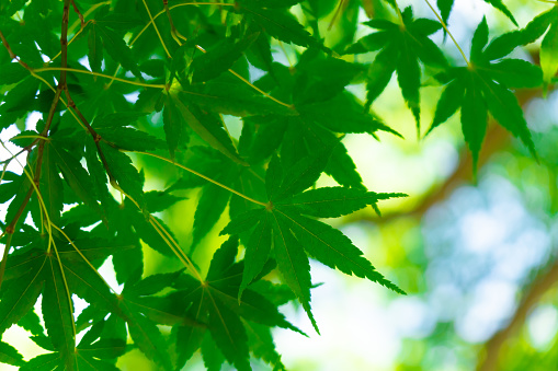 Green leaves of Japanese maple in Japan