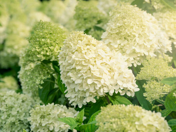 istock Bushes of a white cone-shaped hydrangea in the garden, close up 1265170049
