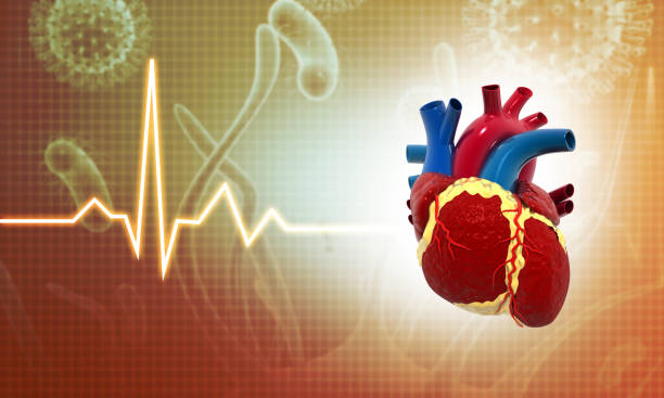 istock Human heart anatomy 1265171588