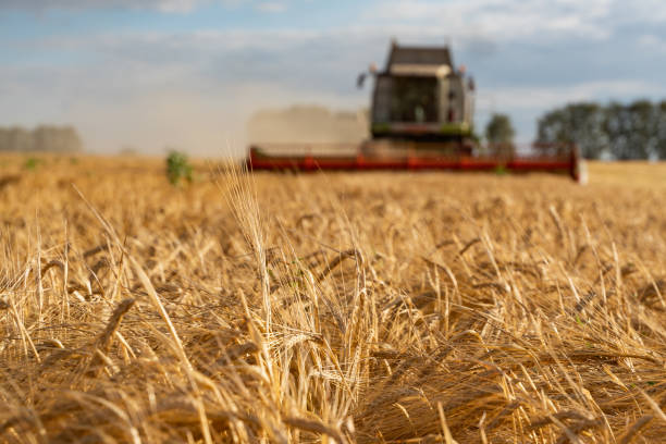 istock Combine harvester harvests ripe wheat. agriculture image 1265171785