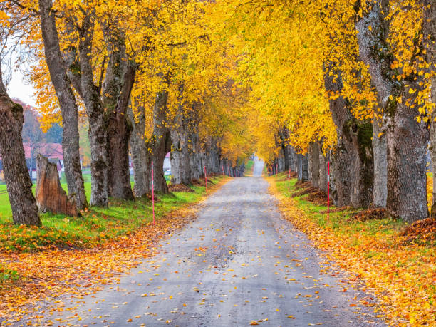 istock Tree avenue with  autumn colours in the country 1265172016