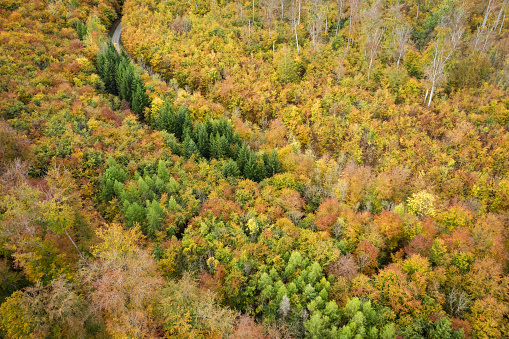 Thuringia, Germany: A street in an autumn coloured forest, seen from above.