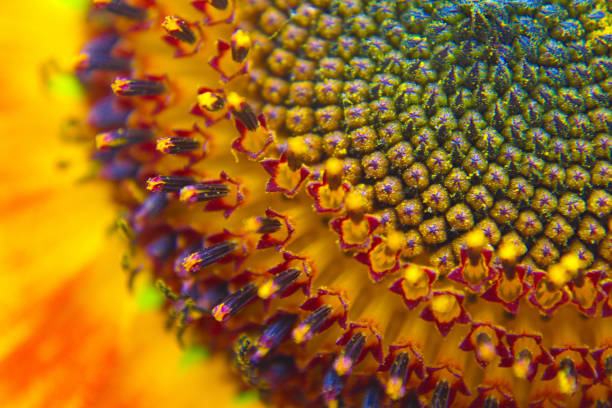 Photo of Blooming Sunflower