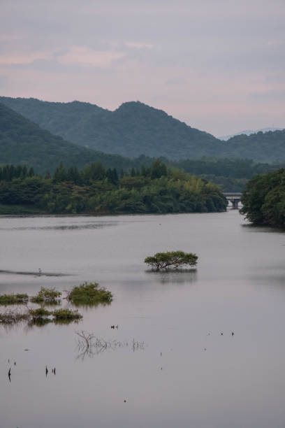 istock Trees peeking out of the lake's surface 1265173098
