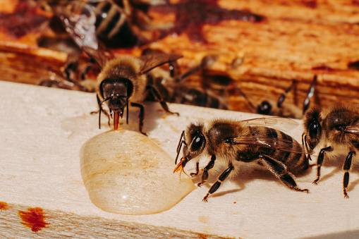 Close up/macro shot of two honey bees. Detail of the body, wings, legs, head and eyes. The bee are sitting on a frame and are drinking from a huge drop of honey. They are sticking out theit tongues.