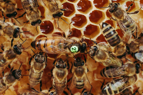 Close up/macro shot of honey queen bee. Detail of the body, wings, legs, head and eyes. The queen bee is marked on her back with number 21.