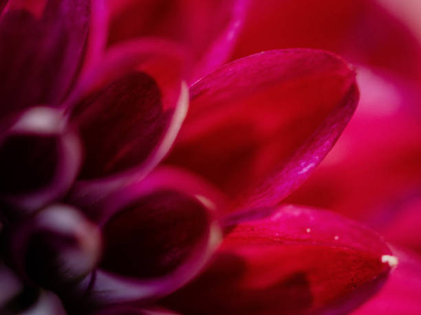 Dahlia bouquet close up in summer sunlightPhoto of pink flowers in full bloom macro of petals