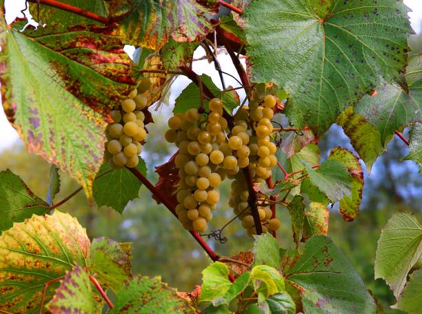 Organic grapes