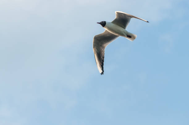 istock silhouette of a seagull 1265176418