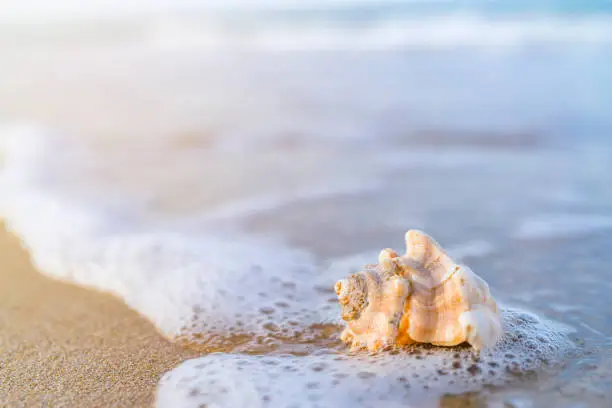 Summer and vacations backgrounds: close up of a conch on a beach. The composition is at the right of an horizontal frame leaving useful copy space for text and/or logo at the left. High resolution 42Mp studio digital capture taken with Sony A7rII and Sony FE 90mm f2.8 macro G OSS lens