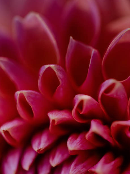istock Dahlia bouquet close up in summer sunlight 1265176817