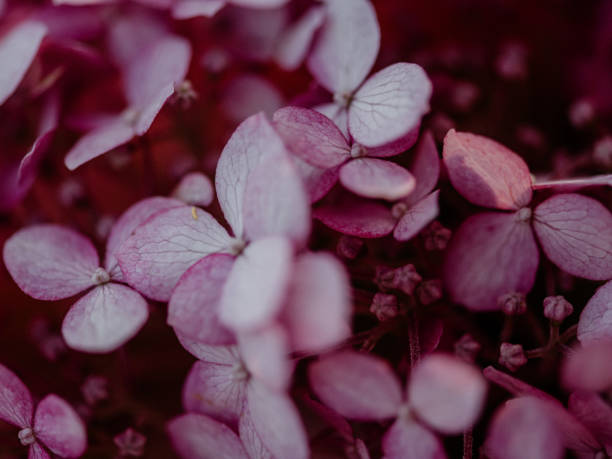 istock Hortensia hydrangea close up in summer sunlight 1265178133