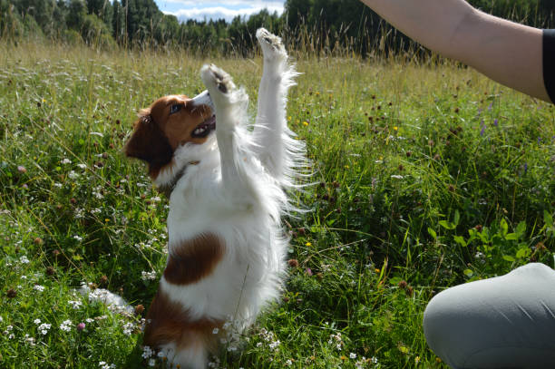 istock Playful dog is reaching upwards with its two paws 1265178238