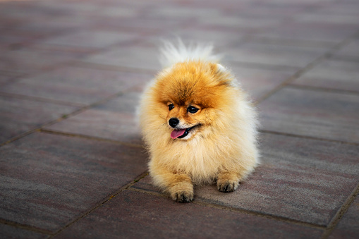 Pomeranian dog outdoors