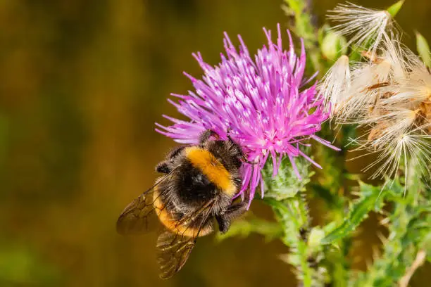 Photo of Bumble bee (Bombus distinguendus) on pink thistle flower. Great yellow bumblebee on flower
