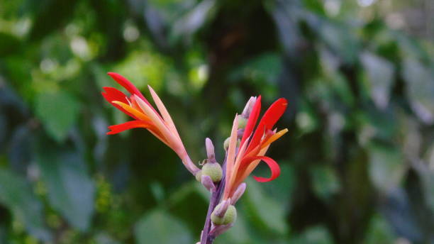 istock the flower of canna discolor, photographed from difference angle 1265179511