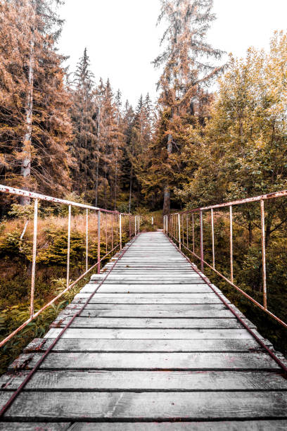 istock Old wooden footbridge leading into wild forest 1265179892