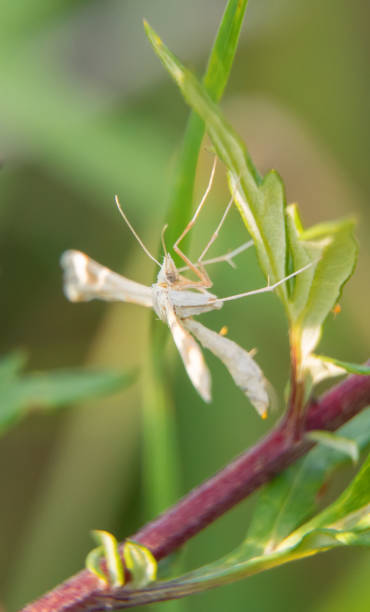 istock Macro shot of white plume moth. Pterophorus pentadactyla. 1265180560