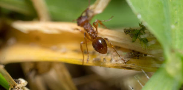 istock Red ants. An anthill full of ants. 1265180791