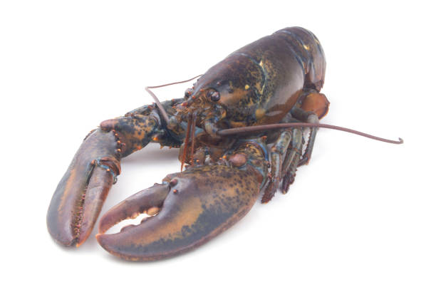 istock Fresh raw lobster isolated on white background 1265180910
